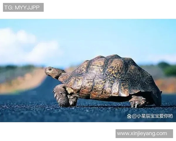足球明星与乌龟的奇妙相似之处探秘揭秘长相与球技的独特联系